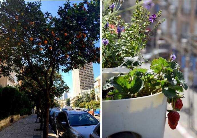 עצי תפוזים באמצע רחוב לסקוב